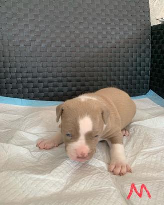 Cuccioli American Bully XL