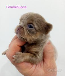 Chihuahua pelo lungo