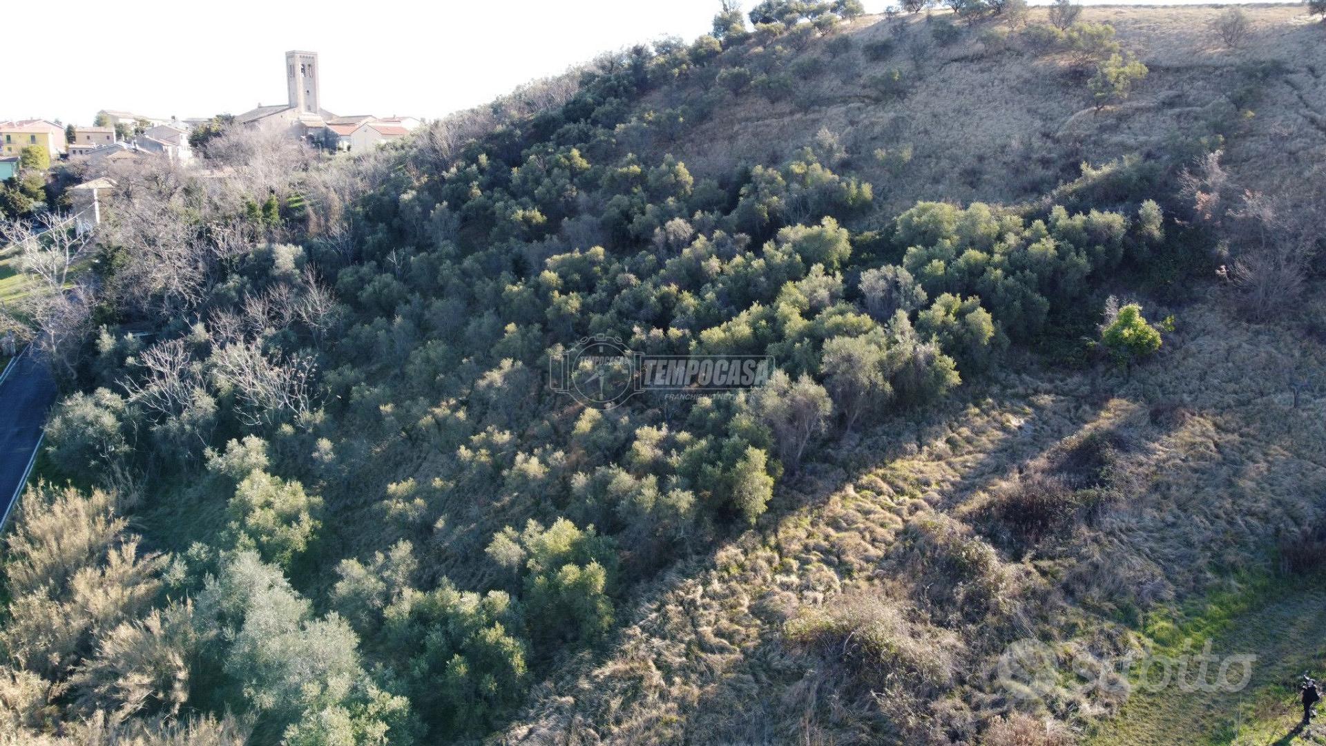 Terreno agricolo con 240 ulivi - Altro