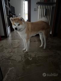 Akita Inu maschio monta