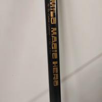 canna bolognese milo 6mt