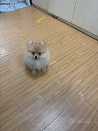 Spitz Pomerania Mini Toy