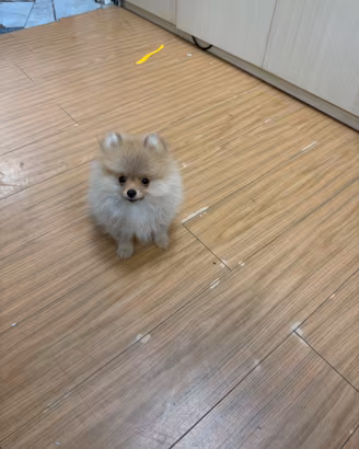 Spitz Pomerania Mini Toy