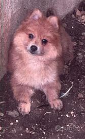 Volpino Spitz