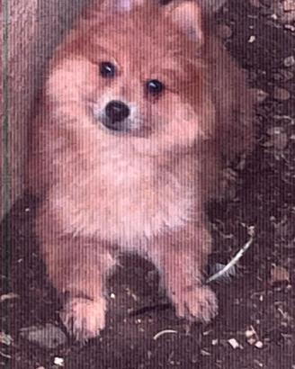 Volpino Spitz