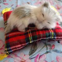 Peluche Gattino che dorme