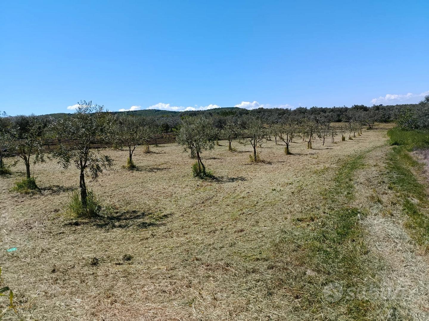 Terreni a Venosa - Vista 5