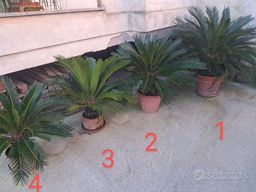 Cycas