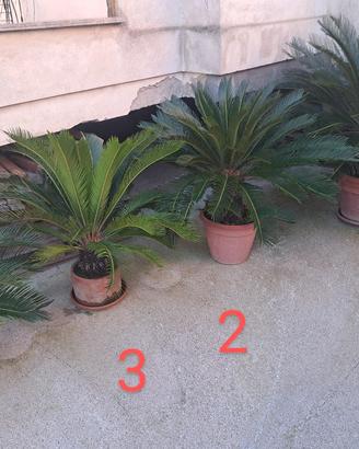 Cycas