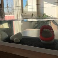 Acquario accessoriato