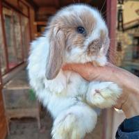 Cuccioli coniglio minilop