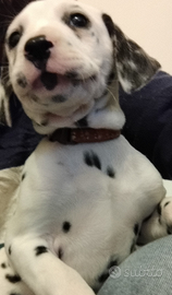 Cuccioli Dalmata