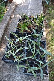Piante di aloe, agavi, crassula e fichi d’india