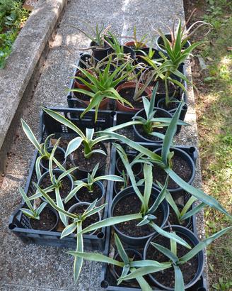 Piante di aloe, agavi, crassula e fichi d’india