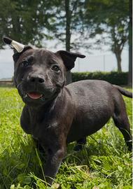 Staffordshire bull terrier