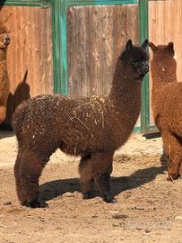 Alpaca per agriturismi