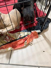 Cuccioli bulldog francese