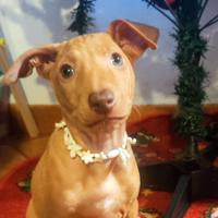 Cirneco dell'Etna - cuccioli