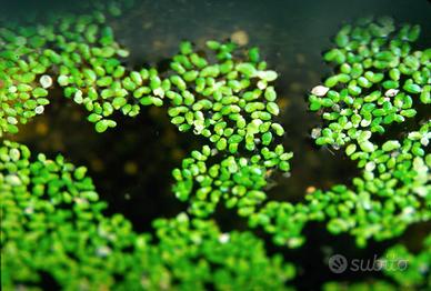Lenticchia d'Acqua (Lemna Minor) – Pianta Galleggi