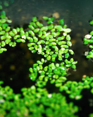 Lenticchia d'Acqua (Lemna Minor) – Pianta Galleggi