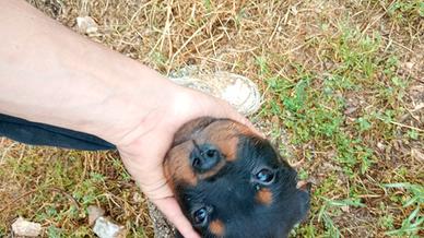Rottweiler femmina