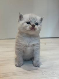 Scottish stright silver point ultimi 2