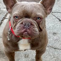 Bulldog francese Isabella