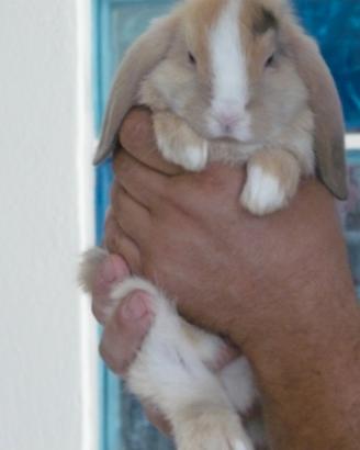 Conigli Cuccioli minilop