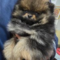 Spitz Tedesco nano Volpino Pomerania