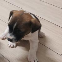 Cuccioli di jack russell
