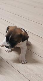 Cuccioli di jack russell