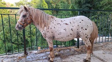 Poni
