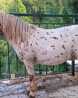 Poni