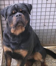 Rottweiler