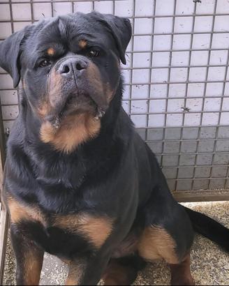 Rottweiler