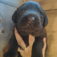 Cuccioli di labrador retriever