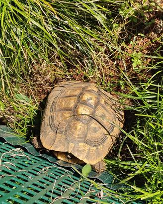 Tartaruga da terra