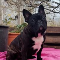 Bulldog francese cucciolona