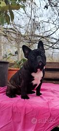 Bulldog francese cucciolona