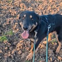 Lollino 8 mesi, un coccolone bravo al guinzaglio