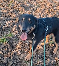 Lollino 8 mesi, un coccolone bravo al guinzaglio