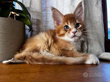 Cucciolo Maine Coon