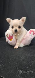 Cucciola chihuahua femmina pelo lungo