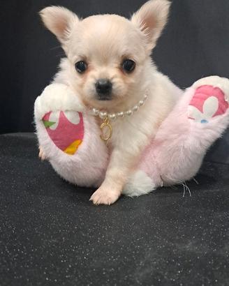 Cucciola chihuahua femmina pelo lungo