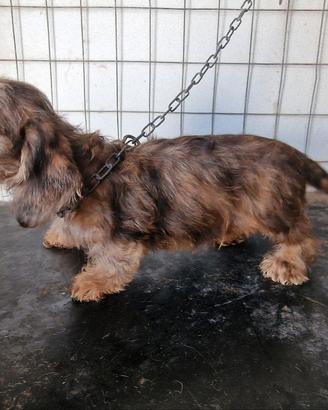 bassotto nano x maltese toy