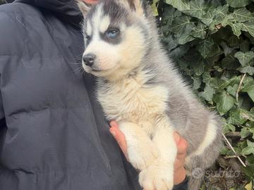 Siberian Husky con pedigree