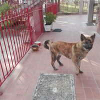 Cane meticcio giocarellone