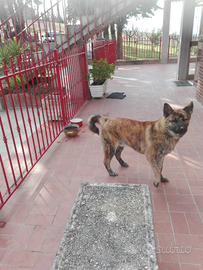 Cane meticcio giocarellone