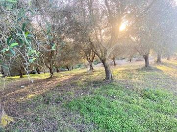 TER. AGRICOLO A ALGHERO