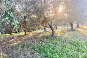 TER. AGRICOLO A ALGHERO